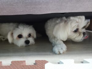말티즈 공격성 훈련