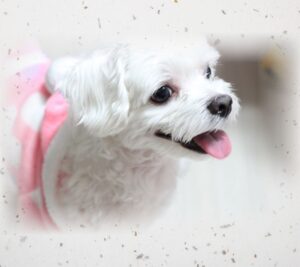 말티즈 공격성 원인부터 입질 교육 훈련 방법까지 총정리